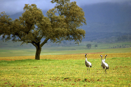 Turismo Ornitologico en Cáceres